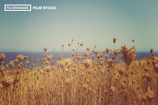 FilmStock-Full-Preview-4