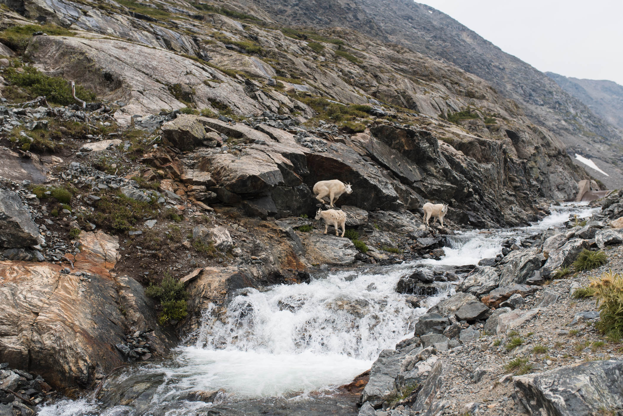 mountain goats in breckenridge, colorado