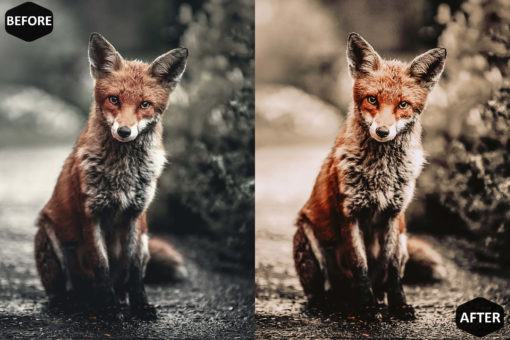 Pumpkin Photoshop Actions And LUT Presets - Image 6