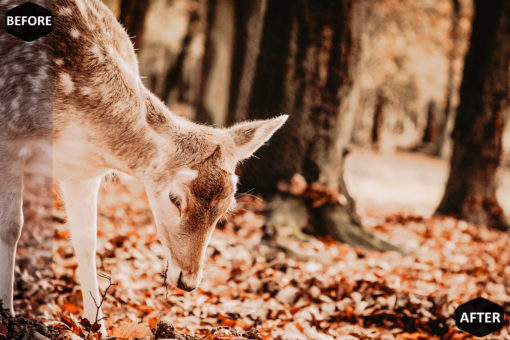 Pumpkin Photoshop Actions And LUT Presets - Image 9