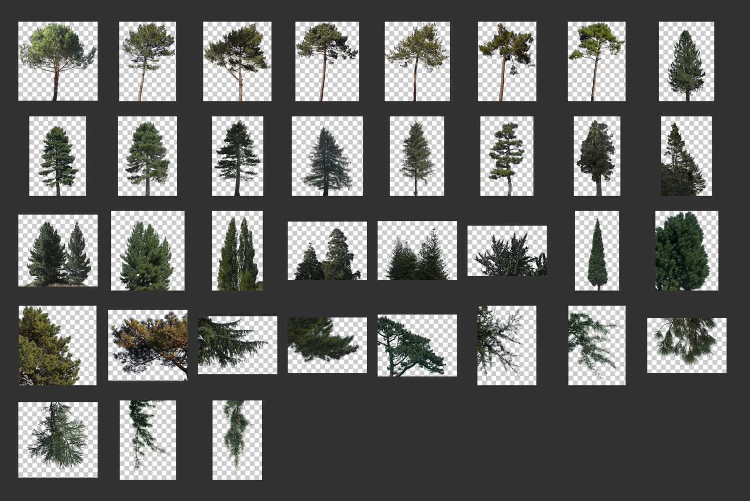 35 Conifer Branches Tress Clipart, Digital Tree Cornes Cut Out