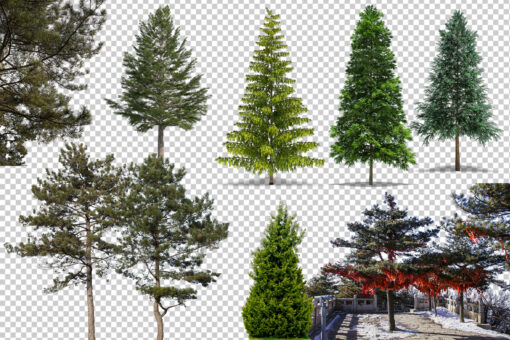 50 Conifer Branches Tress Clipart, Digital Tree Cornes Cut Out - Image 2