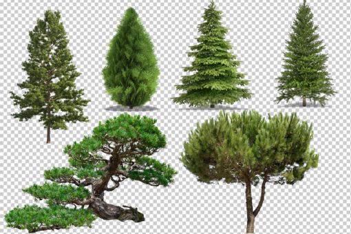50 Conifer Branches Tress Clipart, Digital Tree Cornes Cut Out - Image 3