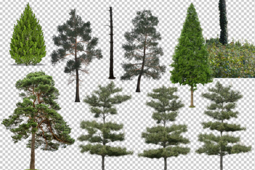 50 Conifer Branches Tress Clipart, Digital Tree Cornes Cut Out - Image 4