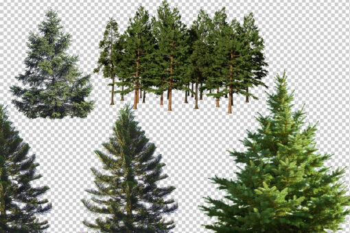 50 Conifer Branches Tress Clipart, Digital Tree Cornes Cut Out - Image 5