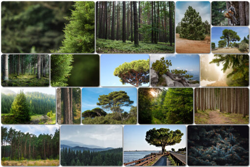 50 Conifer Branches Tress Clipart, Digital Tree Cornes Cut Out - Image 7