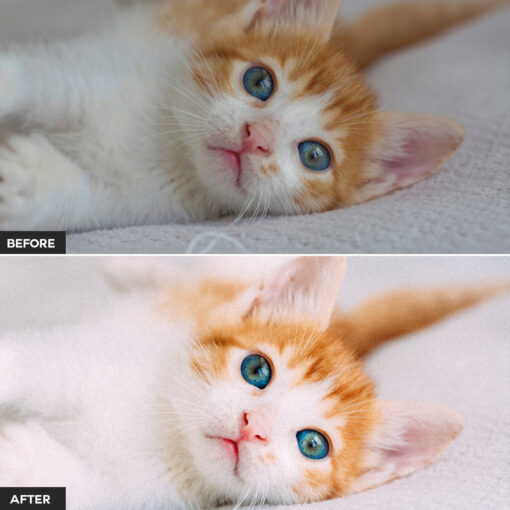 Cat Lightroom Presets - Image 4