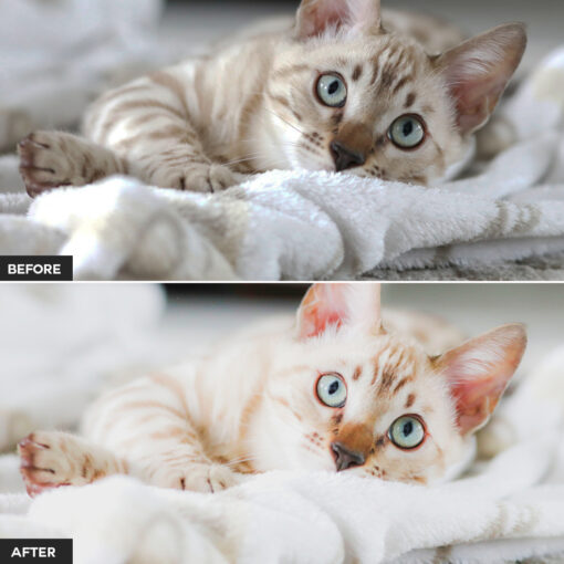 Cat Lightroom Presets - Image 5