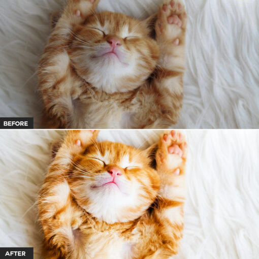 Cat Lightroom Presets - Image 6