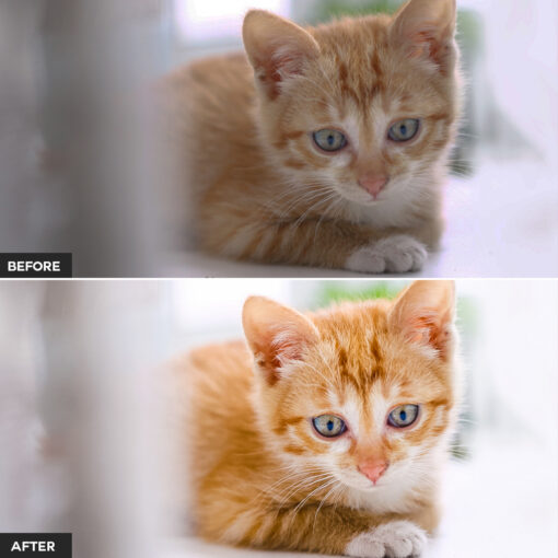 Cat Lightroom Presets - Image 7