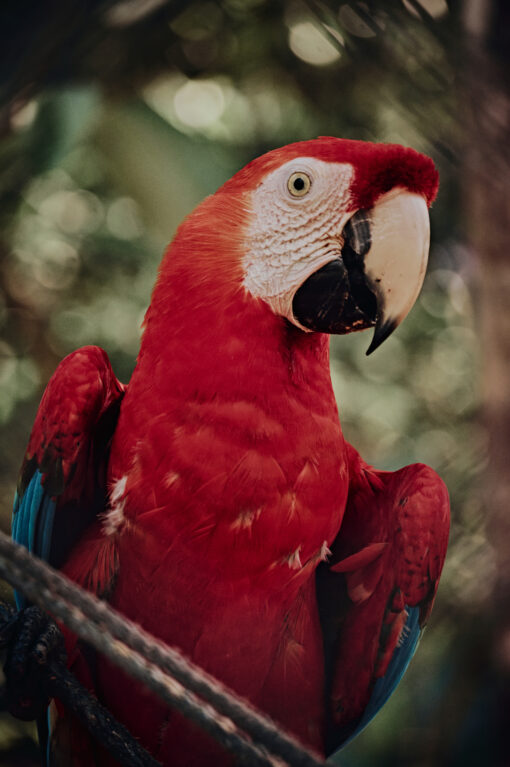 Cinematic POP Tones Styles for Capture One - Image 9