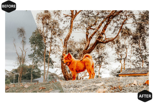 10 Mobile Lightroom Presets, Amber Mobile Preset, Warm filter - Image 5