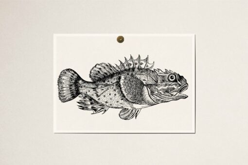 Fishes Illustrations - Vol. 3 - Image 9