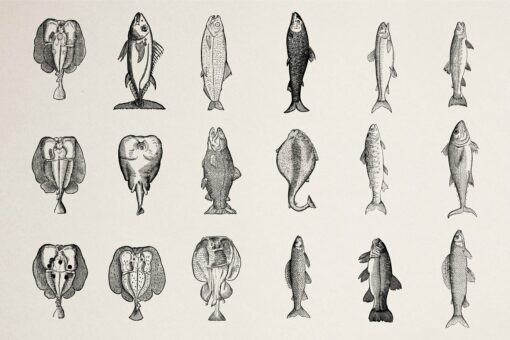 Fishes Illustrations - Vol. 3 - Image 8