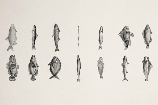 Fishes Illustrations - Vol. 3 - Image 7