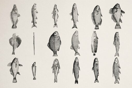 Fishes Illustrations - Vol. 3 - Image 6