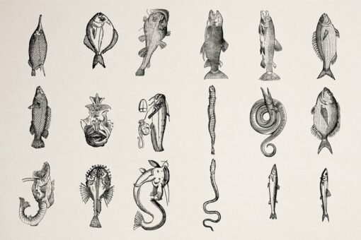 Fishes Illustrations - Vol. 3 - Image 2