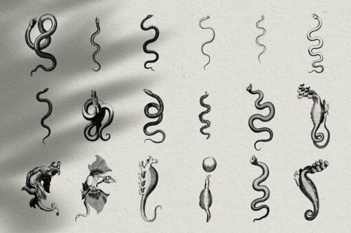 Snakes & Dragons Illustrations - Image 6