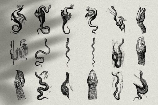 Snakes & Dragons Illustrations - Image 10