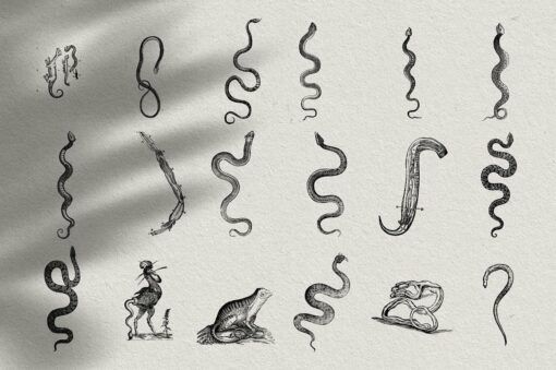Snakes & Dragons Illustrations - Image 15