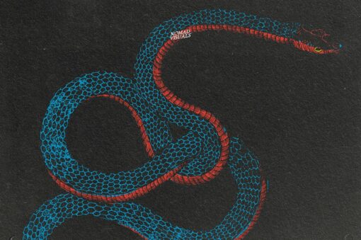 Snakes & Dragons Illustrations - Image 13