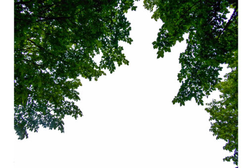 175 Branches Photo Overlays, shooting through tree, green, leaves - Image 4