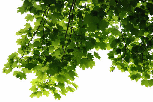 175 Branches Photo Overlays, shooting through tree, green, leaves - Image 5