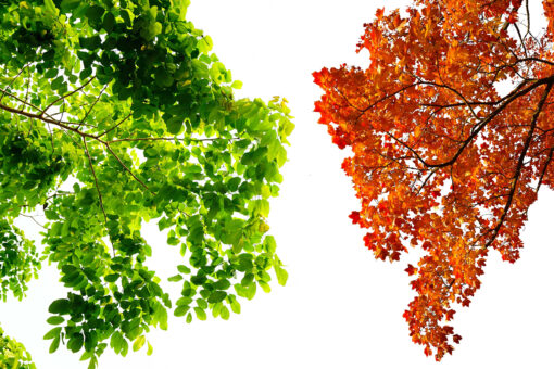 175 Branches Photo Overlays, shooting through tree, green, leaves - Image 9