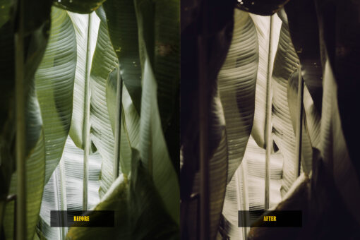 Analog Film Lightroom Presets - Image 11
