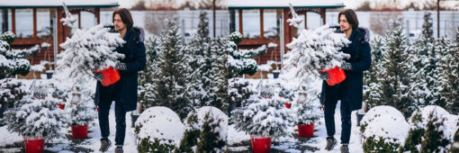 12 x Lightroom Presets, Tree Farm Presets, Christmas Presets - Image 3
