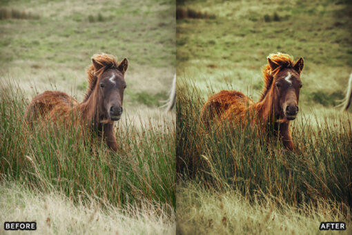 AI-Optimized Horse Ranch Lightroom Presets - Image 2