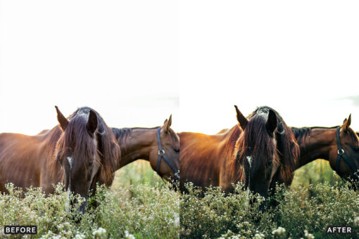 AI-Optimized Horse Ranch Lightroom Presets - Image 3