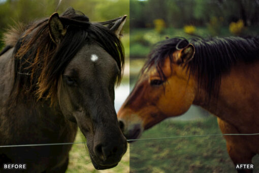 AI-Optimized Horse Ranch Lightroom Presets - Image 14
